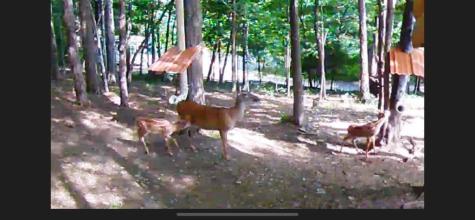 170 Fern Ridge Trail Murphy NC 28906