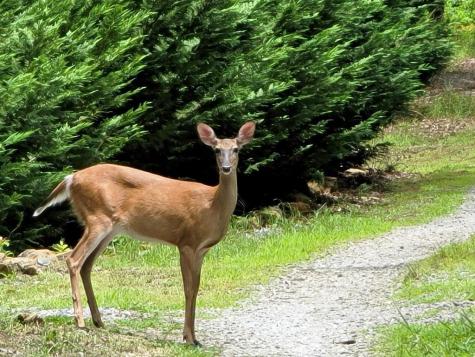 170 Fern Ridge Trail Murphy NC 28906