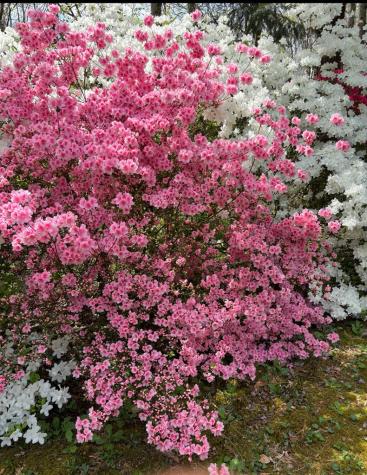 136 Snowbird Trail Marble NC 28905