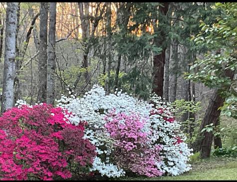 136 Snowbird Trail Marble NC 28905