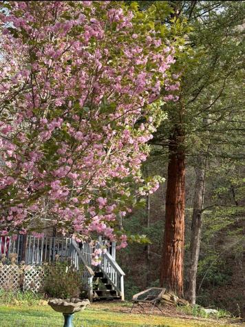 136 Snowbird Trail Marble NC 28905