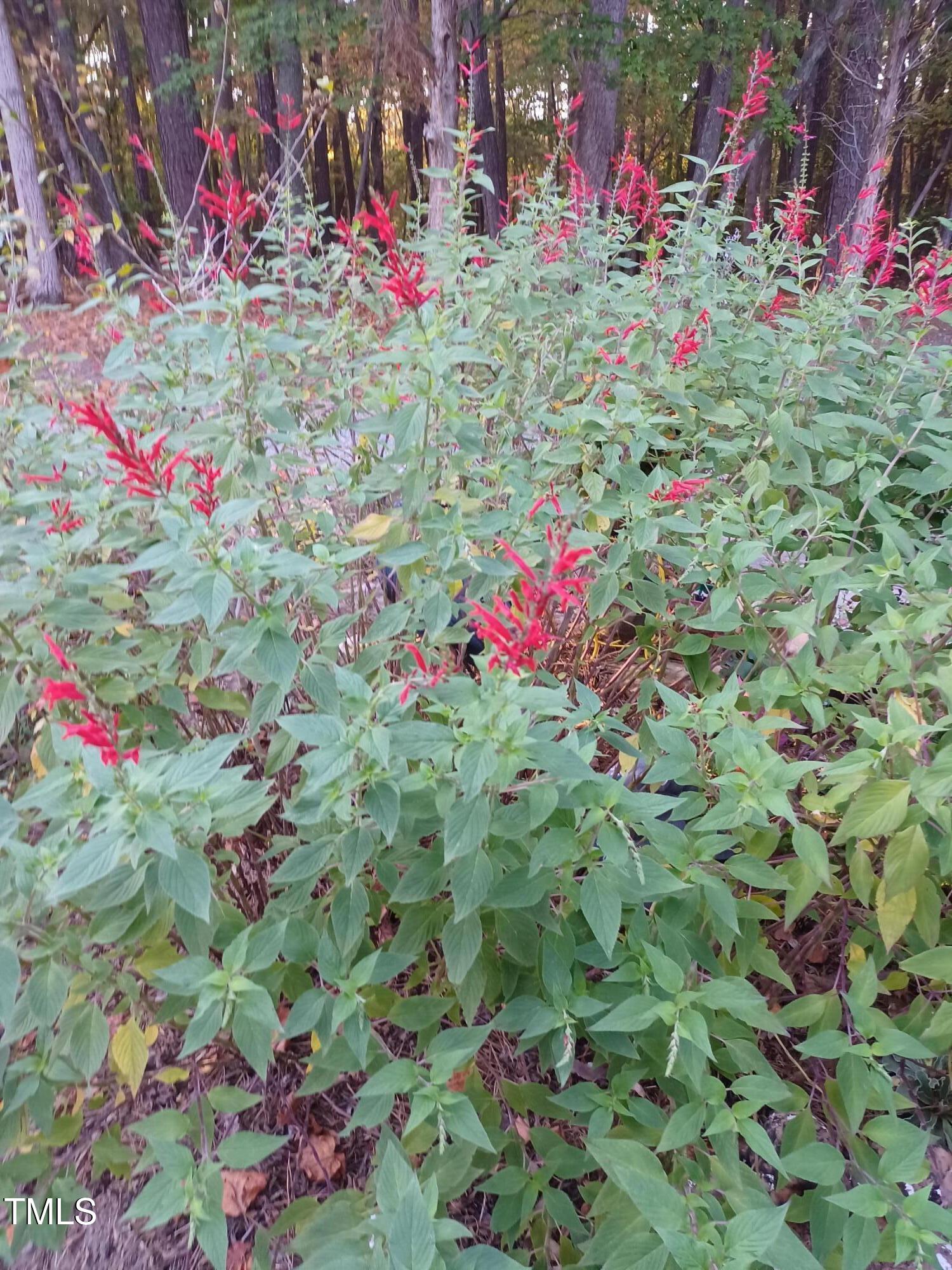 540 Patterson Drive Chapel Hill NC 27516