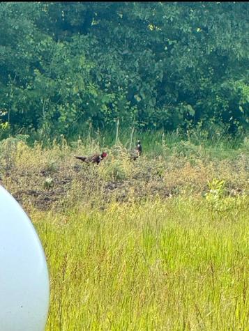 Co 11 Co 11 Audubon MN 56511