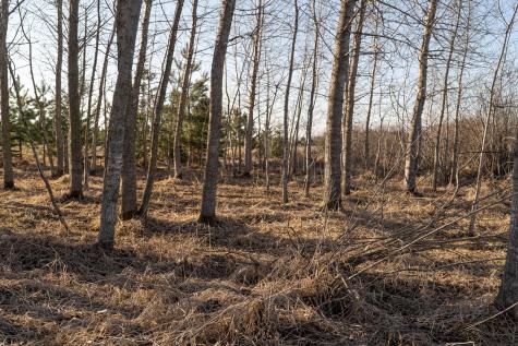 Tbd Highway 71 Wadena MN 56482