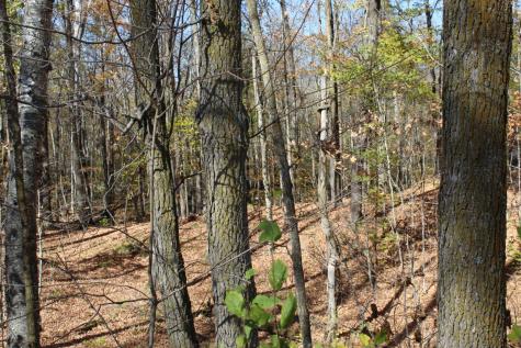 Tbd Woods Road Isle MN 56342