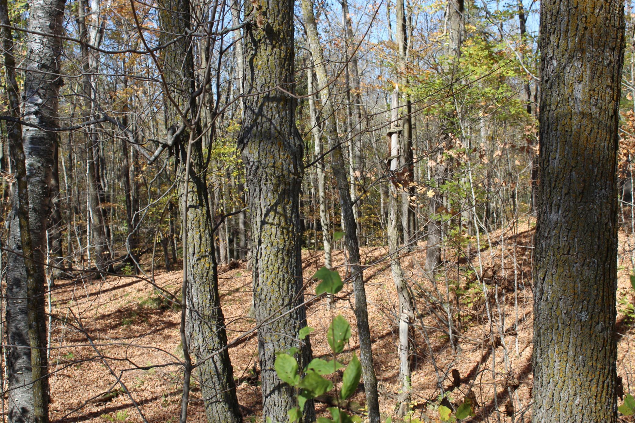 Tbd Woods Road Isle MN 56342