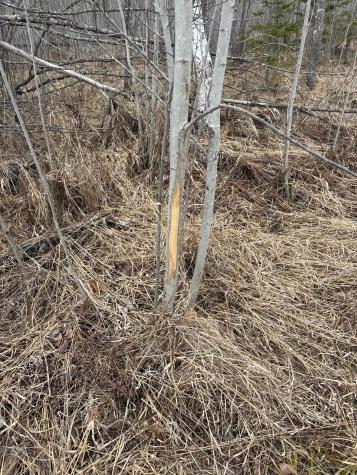 TBD40 Township Road 5743 Road Alborn MN 55702