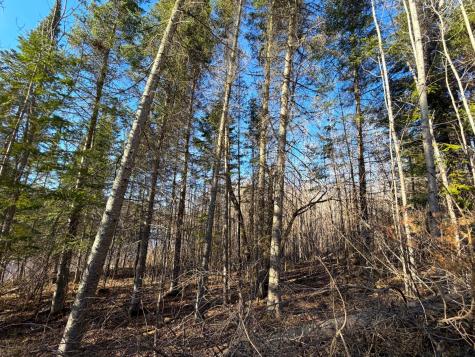 Lot C County Road 79 Littlefork MN 56653