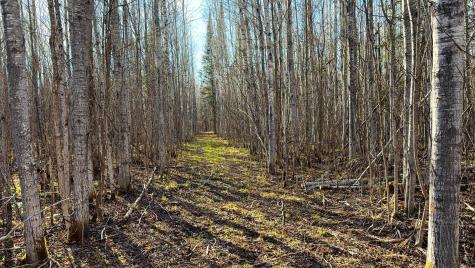 Lot C County Road 79 Littlefork MN 56653