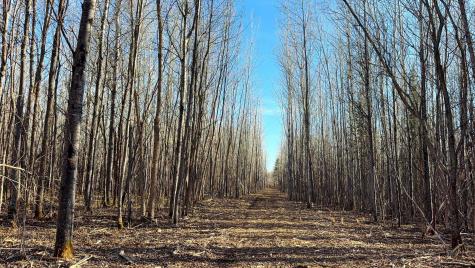 Lot C County Road 79 Littlefork MN 56653
