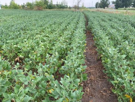 Tbd 160th Street Foreston MN 56330