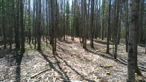 Parcel W Tbd Frazer Bay Road Cook MN 55723