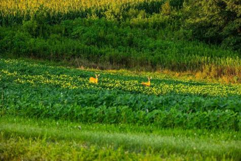 Tbd Cty Road S Blair WI 54616