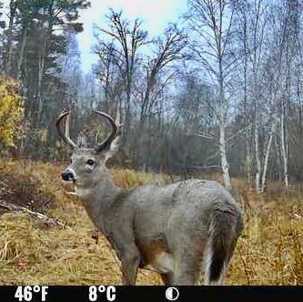 6920 County Road 8 NE Longville MN 56655