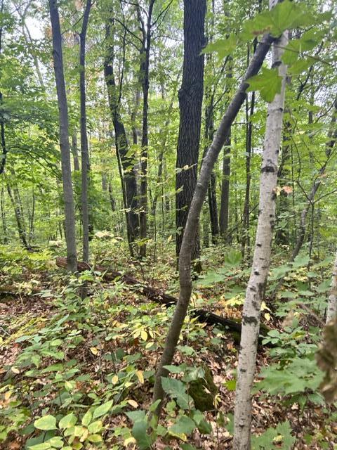 Xxx Opal Lane Cushing MN 56443