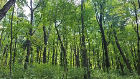 N5314 765th Street Elk Mound WI 54739