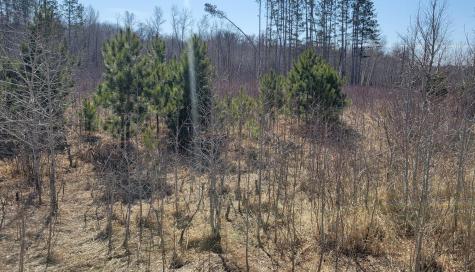 Tbd 513th Avenue E, Tract E Ottertail MN 56571