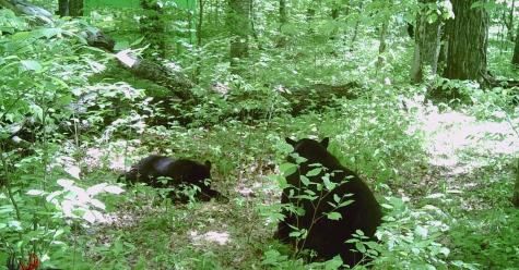 Tbd Lamon Road NE Bemidji MN 56601