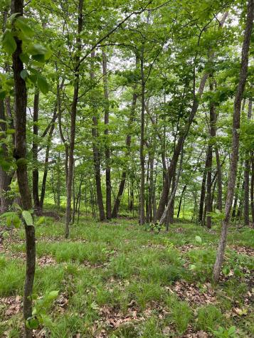 5585 Woods Bay Drive NE Outing MN 56662