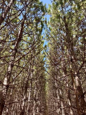 Lot 1 Scenic Highway 7 Bovey MN 55709