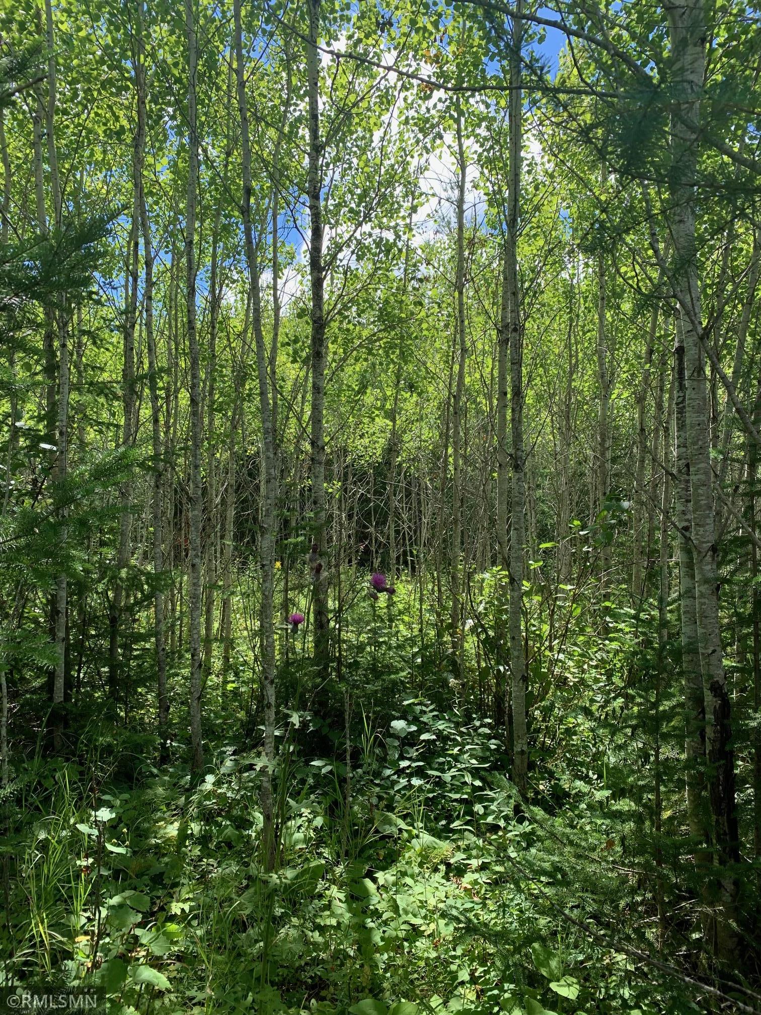 Tbd Burtness Road Field Twp MN 55723