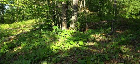 83xxx - Lot 13 Ashwabay Road Bayfield WI 54814