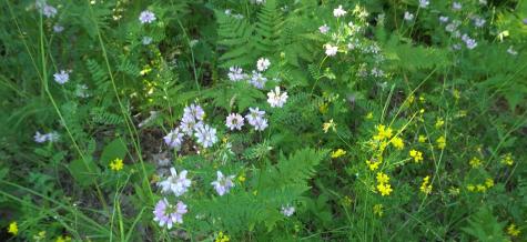 83XXX - Lot 13 Ashwabay Road Bayfield WI 54814