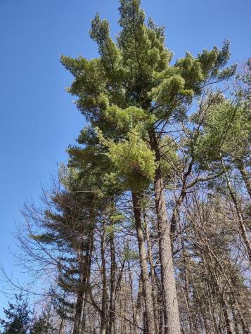 Lot 35 N4xx 297th Street Eau Galle WI 54737