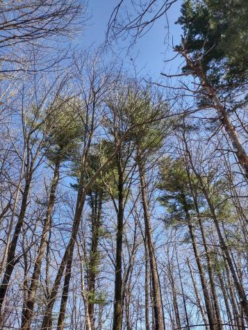 Lot 35 N4xx 297th Street Eau Galle WI 54737