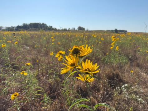 Tbd 44th Avenue SE Blooming Prairie MN 55917