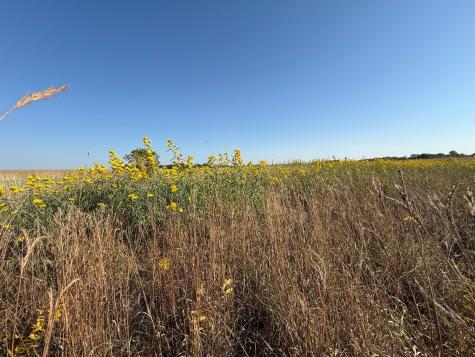 Tbd 44th Avenue SE Blooming Prairie MN 55917