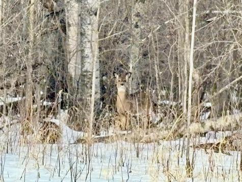 1TBD Minnesota Ave NE Warroad MN 56763