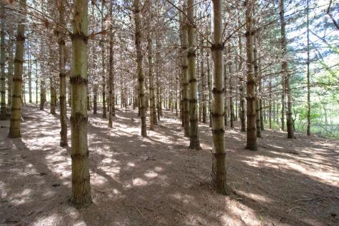 Tbd Nueman Trail Lindstrom MN 55045
