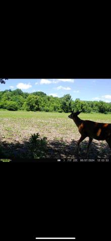 Tbd County Road 3 Zumbro Falls MN 55991