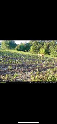 Tbd County Road 3 Zumbro Falls MN 55991