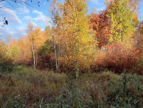 31538 County 23 Akeley MN 56433