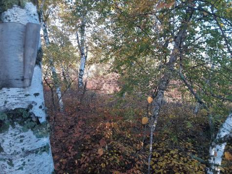31538 County 23 Akeley MN 56433