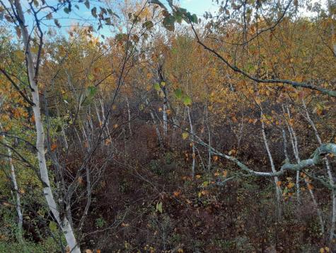 31538 County 23 Akeley MN 56433
