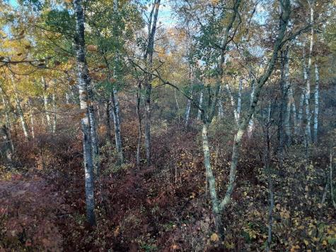 31538 County 23 Akeley MN 56433