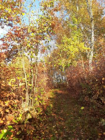 31538 County 23 Akeley MN 56433