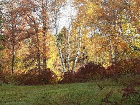 31538 County 23 Akeley MN 56433