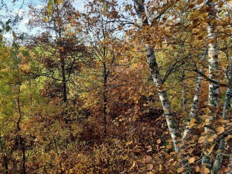 31538 County 23 Akeley MN 56433