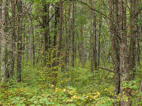 Lot D Sandbar Lane Merrifield MN 56465