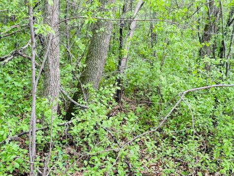 Lot 3 Canterbury Sands Trail Battle Lake MN 56515