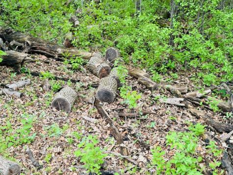 Lot 3 Canterbury Sands Trail Battle Lake MN 56515