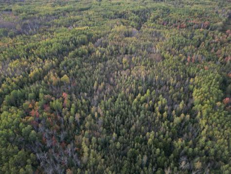 Tbd Us-71 Big Falls MN 56627