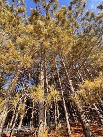 Tbd Pine Cone Road Menahga MN 56464