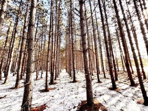 Tbd Pine Cone Road Menahga MN 56464