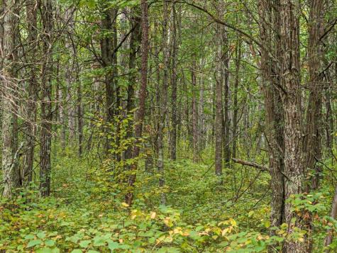 Lot E Sandbar Lane Merrifield MN 56465