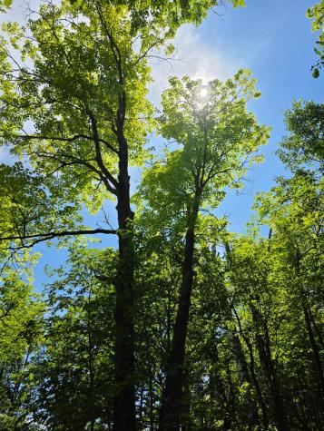 Tbd N Moose Lake Road NE Pennington MN 56663